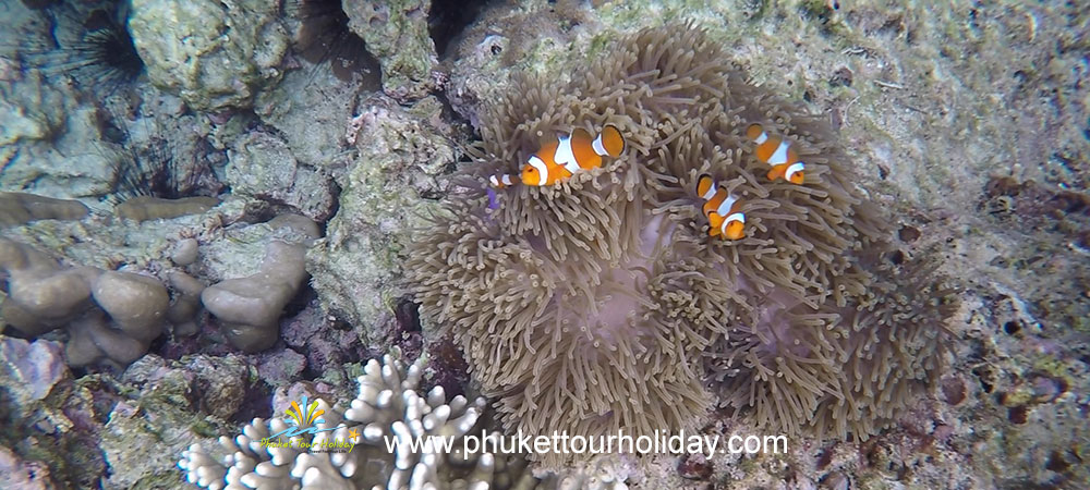 ทัวร์เกาะรอก 1 วัน ราคาถูก